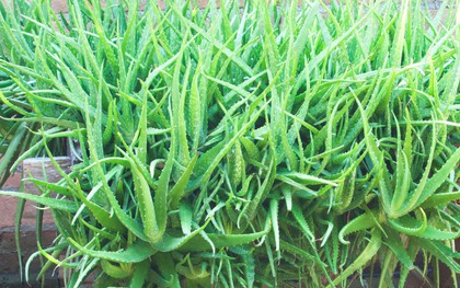 Lời khuyên đến tất cả các gia đình đang trồng cây nha đam