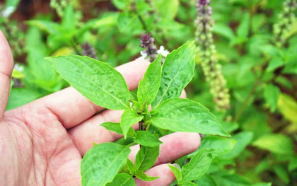 Lời khuyên đến tất cả các gia đình đang trồng cây húng quế