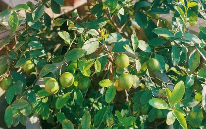 Lời khuyên đến tất cả các gia đình đang trồng cây chanh trong chậu