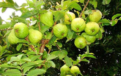Lời khuyên đến tất cả các gia đình đang trồng cây ổi