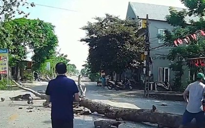 Bị cây đang cưa ven đường đổ trúng, người đi xe máy tử vong