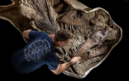 Khai quật dấu vết cực hiếm của khủng long T. rex sau 66 triệu năm