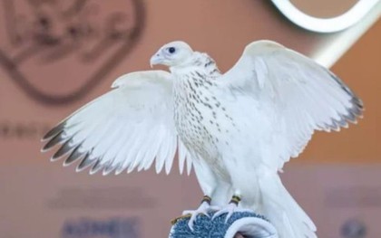 Con chim màu trắng được bán với giá gần 15 tỷ đồng