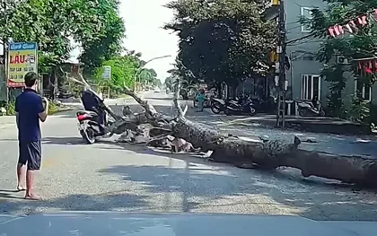 Vụ cây đổ đè chết người đi đường: Công an triệu tập người cưa cây