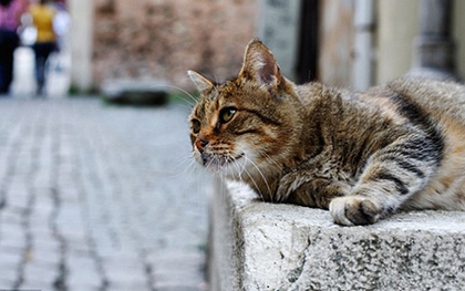Tây Ban Nha: Thị trấn kỳ lạ nơi chó và mèo được đối xử như con người
