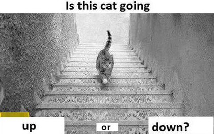 Lại thêm bức ảnh khiến dân tình "phát điên" vì tranh cãi: Con mèo đang đi lên hay đi xuống?