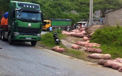 Xe tải gặp tai nạn, người dân giúp tài xế gom lại hàng trăm chú lợn chạy loạn
