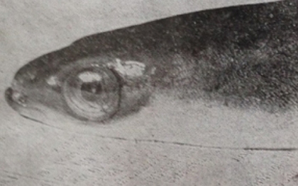 Các nhà khoa học xác nhận vụ lươn "cụ" 155 tuổi