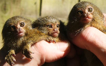 Bất ngờ với trường hợp khỉ đuôi sóc mini sinh ba đầu tiên trên thế giới