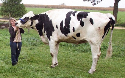Chú bò cao hơn 1,9m vào sách kỷ lục thế giới