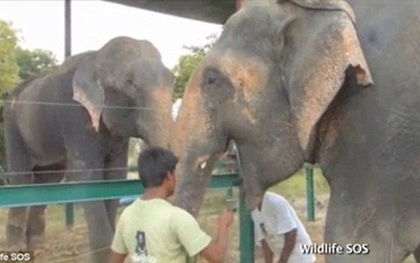 Cuộc sống mới của chú voi già được giải cứu sau 50 năm bị xích chân