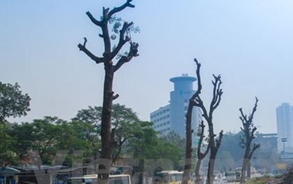 Dừng thay thế, chặt hạ cây xanh trên các tuyến phố Hà Nội