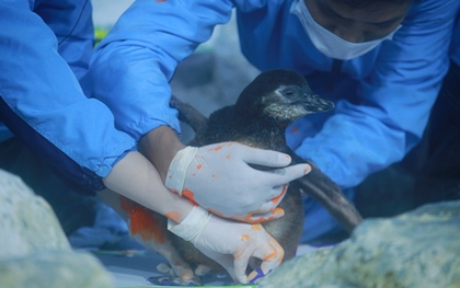 Cận cảnh chú chim cánh cụt đầu tiên được sinh ra tại Việt Nam