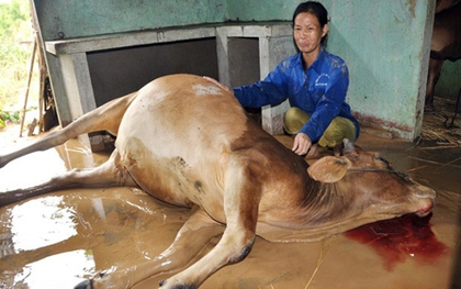 Rớt nước mắt cảnh người dân vùng lũ xẻ thịt bò chết ăn thay cơm