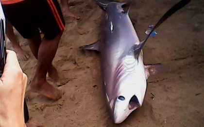 Bãi tắm Nha Trang xuất hiện cá mập nặng gần 200kg