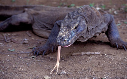 Komodo, loài rồng ăn xác thối