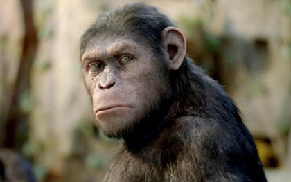 TBO: Loài khỉ tiếp tục "đại náo" Hoa Kỳ 