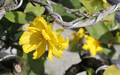 TP. HCM: Nhiều cây mai nở hoa trước Tết Nguyên đán hơn cả tháng