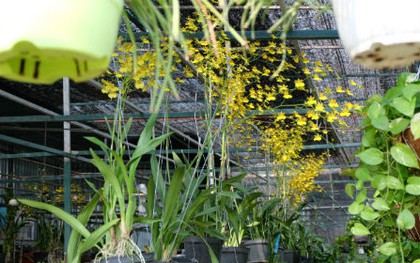 Nhiều loại hoa có tên "siêu lạ" xuống phố Sài Gòn vào dịp Tết Ất Mùi