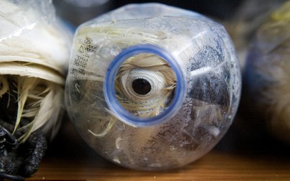 Indonesia: Những chú vẹt bị chèn ép vào chai nhựa để qua cửa hải quan
