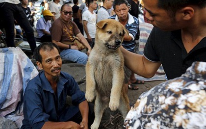 Gương mặt đáng thương của những chú chó mèo trong lễ hội thịt chó lớn nhất Trung Quốc