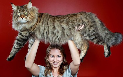 Gặp gỡ 17 chú mèo bự con nhất thế giới