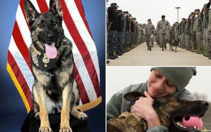 Xúc động khoảnh khắc vĩnh biệt chú chó quân đội bị ung thư