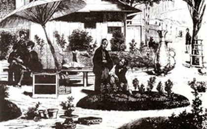 Bonsai – Xuất xứ Trung Quốc, thương hiệu Nhật Bản, tiêu thụ tại Mỹ
