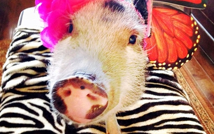 "Cô" lợn nổi tiếng trên internet