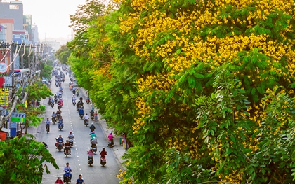 Sài Gòn đẹp rực rỡ những cánh hoa điệp vàng trái mùa