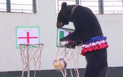 "Thánh gấu" Misa đoán đúng 100% các trận đấu tại World Cup