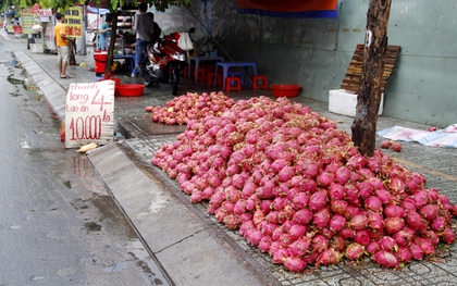 Không nỡ cho bò ăn, nông dân Bình Thuận vào Sài Gòn bán thanh long giá... 2.000 đồng/kg