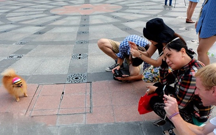 Thành phố chỉ đạo không cho chó mèo vào phố đi bộ Nguyễn Huệ, người Sài Gòn nói gì?