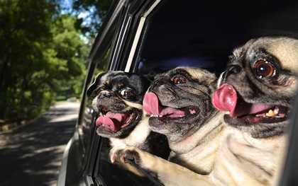 Chùm ảnh thú vị về những chú chó thích thò đầu qua cửa sổ ô tô