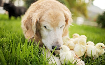 Những bức ảnh ngọt ngào của chú chó và đàn gà con
