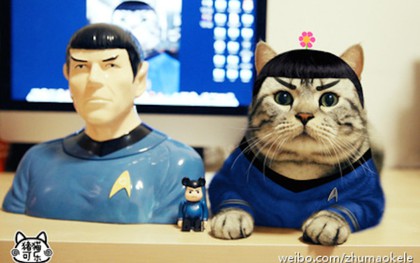 Gặp gỡ chú mèo cosplay nổi đình nổi đám tại Trung Quốc