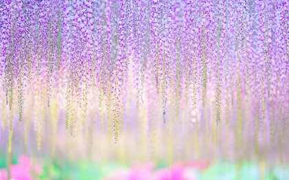 Những bức hình tuyệt đẹp về cây hoa tử đằng 144 năm tuổi tại Nhật Bản