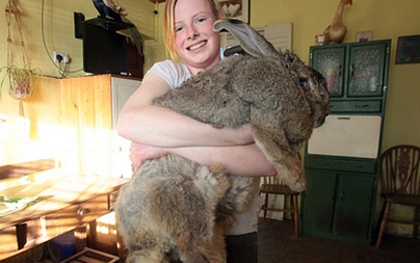 Anh: Chú thỏ "bự con" nhất thế giới