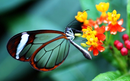 Bí ẩn loài bướm có đôi cánh như pha lê