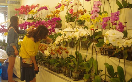 Thị trường giáp Tết: Hoa lan hút khách, quà Tết vài chục triệu đồng gây sốt