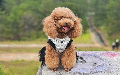 Chân dung Hạt Dẻ - “Cô nàng bốn chân” là hot TikToker sở hữu hơn 200.000 followers trên TikTok