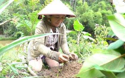 Tích cực trồng rừng giữ nước - Cam kết vì một Việt Nam phát triển bền vững từ Suntory PepsiCo Việt Nam