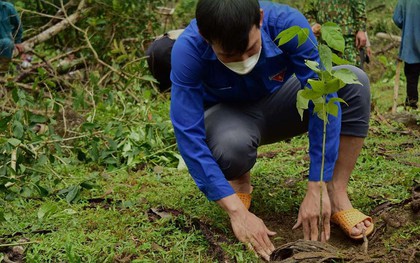 Giải mã các loại cây bản địa được chọn gieo mầm trong chương trình "Triệu cây xanh - Vì một Việt Nam xanh"