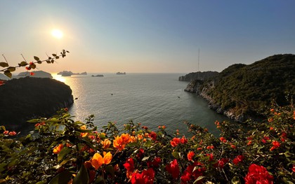 Thương nhớ mùa hoa đẹp nhất nơi vịnh Ánh Dương