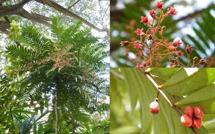 Tongkat Ali - Loài cây quý với nhiều công dụng tốt cho sức khỏe