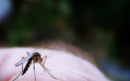 "Xua đuổi" muỗi bằng những biện pháp 100% tự nhiên