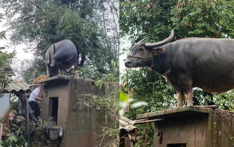 Con trâu lạc lên mái nhà sau mưa lũ, mắc kẹt gần một tuần: Bất ngờ cách đưa xuống