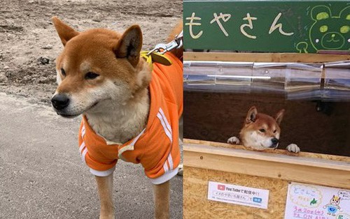 Chú chó shiba quản lý quầy khoai lang nướng ở Nhật khiến 5000 anh em mong mỏi được diện kiến một lần