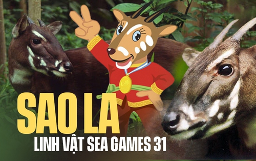 Gặp &quot;cha đẻ&quot; của linh vật sao la - loài thú bí ẩn nhất thế giới trở thành biểu tượng của SEA Games 31