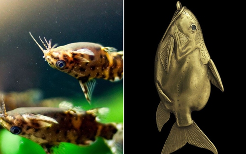 Cá trê bơi ngửa -  loài cá độc đáo tới mức được người Ai Cập dùng hình ảnh làm bùa may mắn